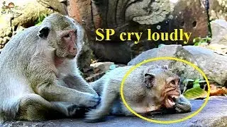 Have A Look! Sweetpea Crying Loudly - What Problem Why Sweetpea cry loudly Like This?