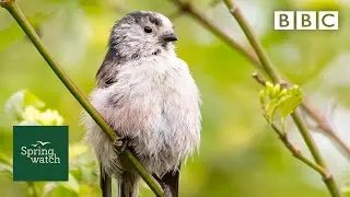 Spring wildlife webcams live! 🐤🦊🐿 - Tuesday 26 May - Springwatch - BBC
