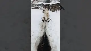 goats line up in the snow 🐐#naturedaily #nature #naturelovers #animal #fluffyfriends #goat #cute