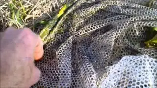 How and where to catch grass shrimp