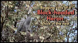 Begging calls of a BLACK-HEADED HERON chick in the nest