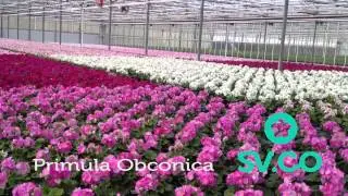 SV.CO Primula Obconica 'Touch Me' 2014