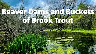 Beaver Dams And Buckets of Brook Trout (Southern Tier  NY Fly Fishing)