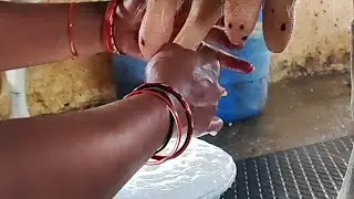 Full cow milk 🥰🐄#@MSfarm616