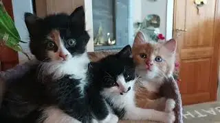 Family pet - Nala's kitten's/ Angel Snowbird #catpet #familypet #adorablekitty's