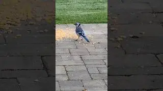 Very Pretty Bird | Blue Jay 🐦