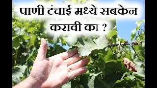 Grape Master - पाणी टंचाई मध्ये सबकेन करावी का ?