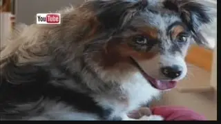 Fake dog warden tries to seize pets