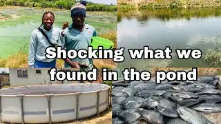 HIDDEN SECRET OF FISH FARMING IN GHANA EXPOSED|MENTAINING FISH POND|TILAPIA/CAT FISH