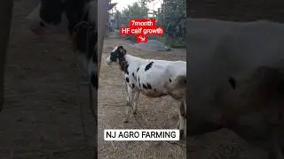 Calf management #dairy #cow #dairyfarm #trending #shorts #dairyproducts #trendingshorts #animals