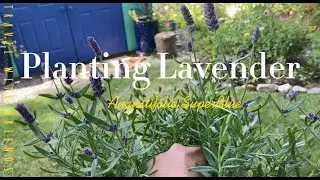 Planting Augustifolia SuperBlue Lavender 🌿