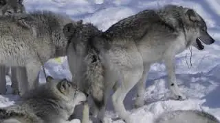 Female Timber Wolf in Heat Parc Omega Canada