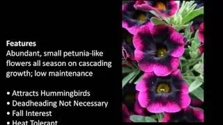 Picket Fence Greenhouse Introducing the New Proven Winners Superbells Calibrachoa Blackberry Punch
