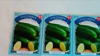 TAM-MRS.G'S Garden #contentcreator #fypyoutubeshorts #garden