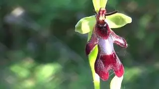 Orchis pyramidal, orchis moucheron, ophrys mouche...