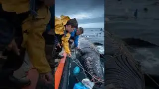 Fishermen Save a Whale Tangled in Plastic Netting! 🐋🌊 #Shorts