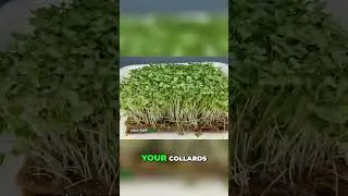 Are Your Microgreens Leggy? Fix Your Lighting With These Simple Signs!