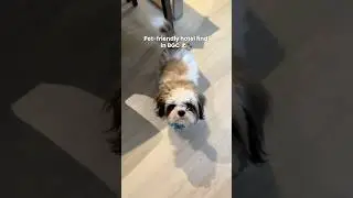 Pet Friendly Hotel! ❤️ #dogmom #dogsofyoutube #petfriendly