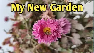 छत पर बनाए नए तरीके से बगीचा || my new garden