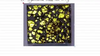 Gemology: Peridot