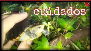 Tortugas kinosternon  ,cuidados basicos y alimentaci&oacute;n 🐢👍