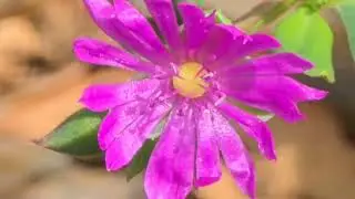 Bright Pink Button Flowers: Nature&rsquo;s Spotlight on Groundcover..