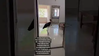 Lesser Adjutant Stork #bird is injured.  #pets #love #music #trending #germanshepherd #dog