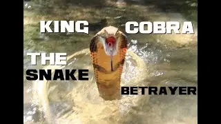 10 King Cobra Facts - The Snake Betrayer - Animal a Day