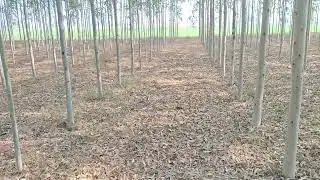 Santosh Rajput nursery P23 9311534816 DEVCHARA 