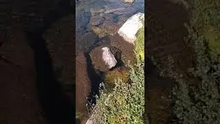 Малёк хариуса.