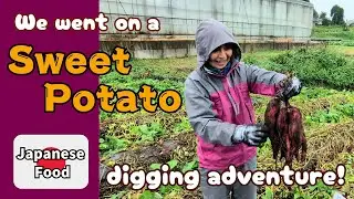 We went on a sweet potato digging adventure!  Imo hori in Japan!  #japanesefood #japaneseculture