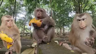 This monkey eating mango first time for breakfast..🥰🥭 #shorts #youtubeshorts #viralvideo #trending