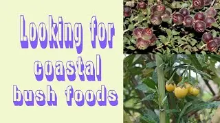 Looking for Coastal Bush Tucker in Victoria
