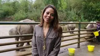Conserving the Southern White Rhino