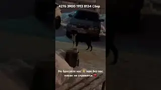 #помощьбездомнымсобакам #собакадругчеловека #нужнапомощь #doghelp #dog