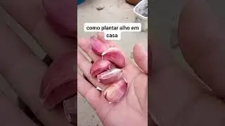 Como plantar alho em casa #dicas #plantas #plants