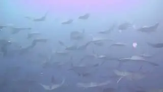Schooling shortfin devilrays at Si Amil