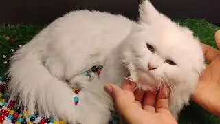 Adorable Cat vs Falling Beads 😹🔵