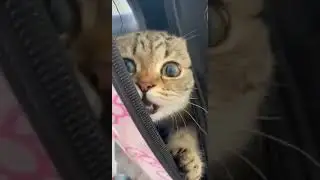 Laugh 😂 Funny Videos || Funny Cats #trending #laughing  #funnyshorts #shorts #MeowMania #Meow