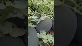 top quality Watermelon 🍉💔😋#fruit #fruitcutting #fruitlover #youtubeshorts