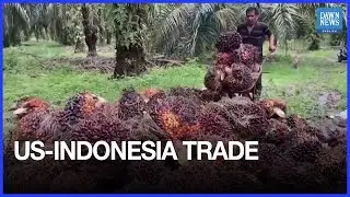 Indonesia Says US Agrees to Exempt Palm Oil, Cocoa, and Rubber From Tariffs | Dawn News English