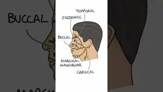 Facial Nerve Pathway #medicalstudent #anatomy #orthopaedics #biology