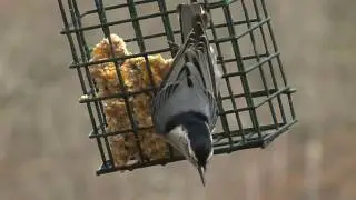 Feeding Wild Birds Guide: How to Choose and Set Up a Bird Feeder