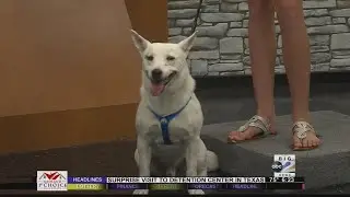 Friday's Pet on Set is looking for a forever home