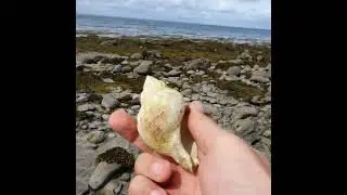 A Common Whelk (Buccinum undatum) shell.