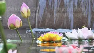 Colorful artificial lotus flowers floating on pond with small waterfall in background in Vietnam