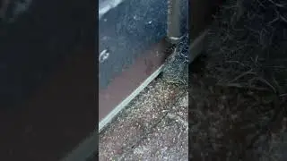 Practice mechanical pest control management.