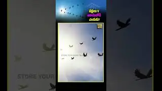 Why Birds Fly in a V Shape #birdscience #vformation #natureengineering #aerialmastery