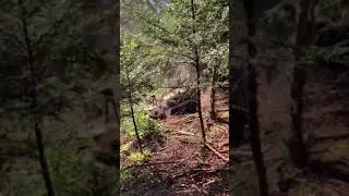 Pulizia profonda del sottobosco - Crivellaro Mirco