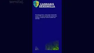 Boost Cannabis Yields with Sensimilla Techniques